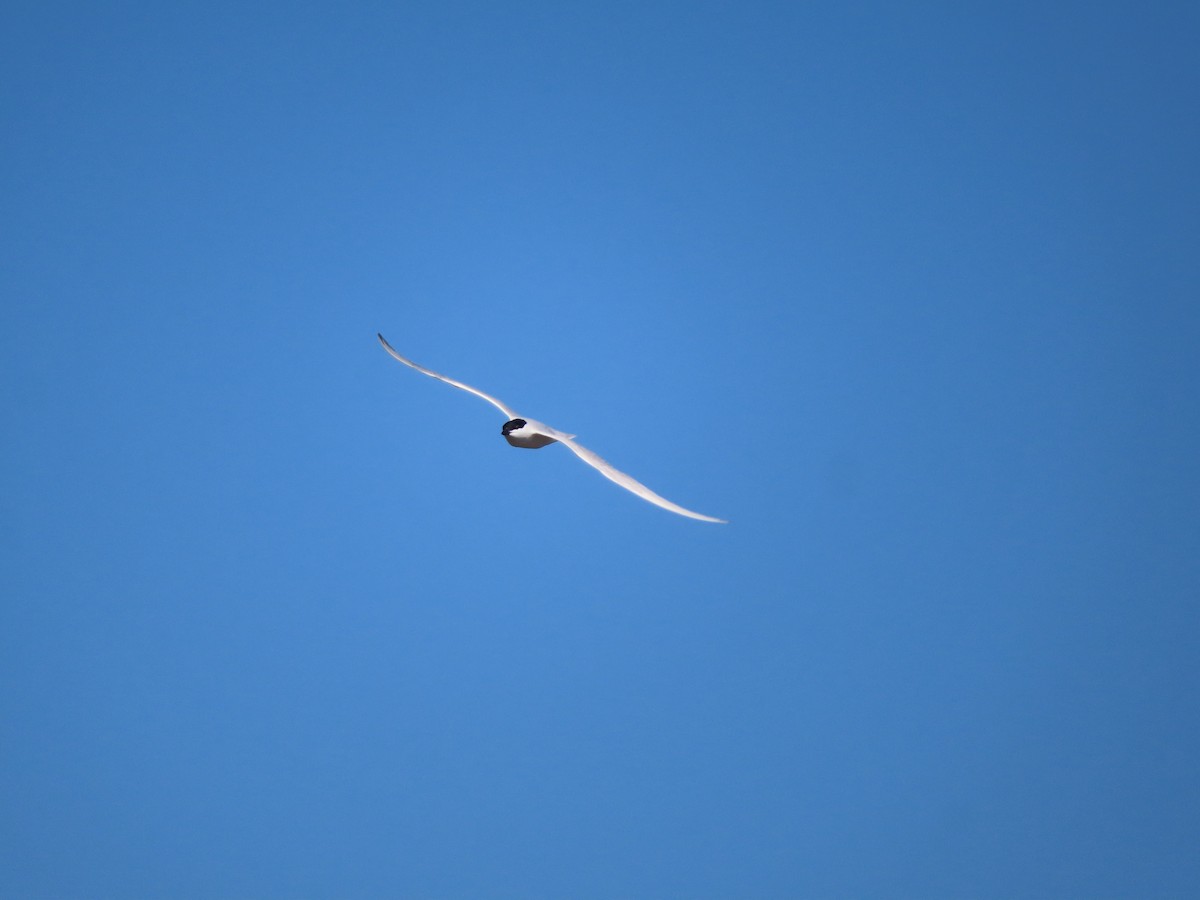 Gull-billed Tern - ML619603108