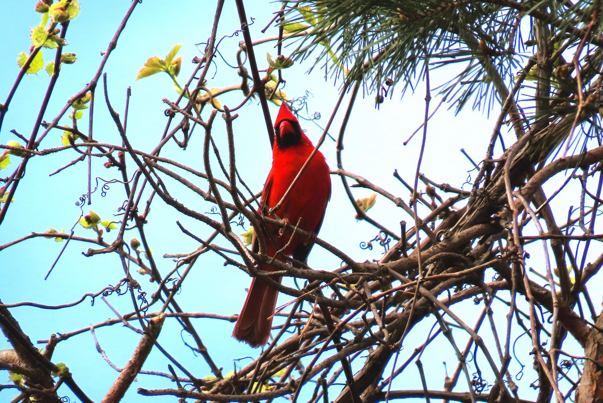 Northern Cardinal - Alfred Scott