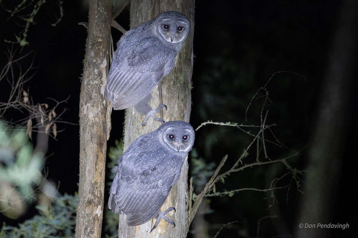 Sooty Owl - ML619603115