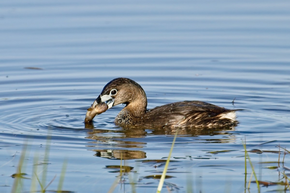 Pied-billed Grebe - Normand Laplante