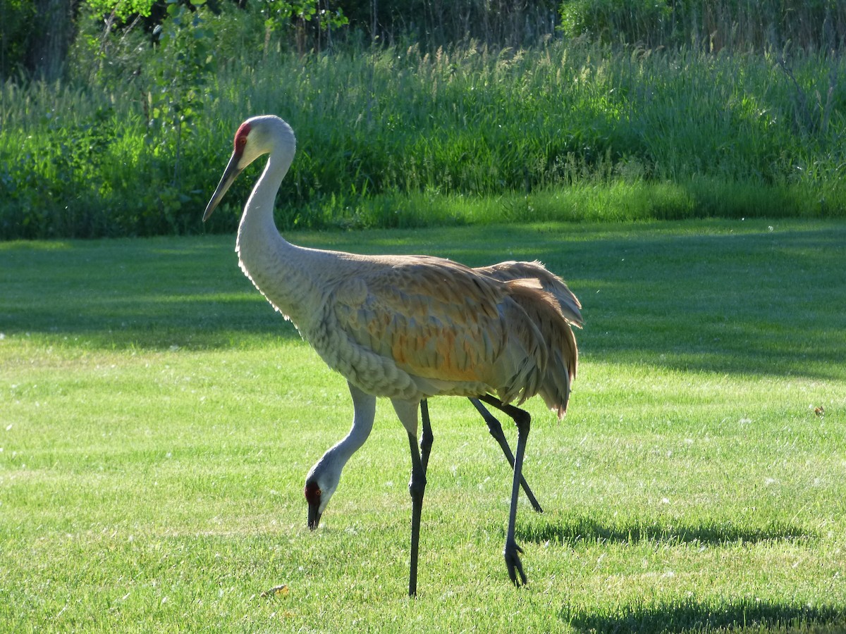 Sandhill Crane - Hazem Alkhan