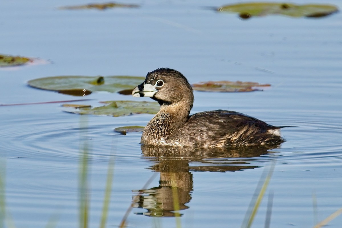 Pied-billed Grebe - Normand Laplante