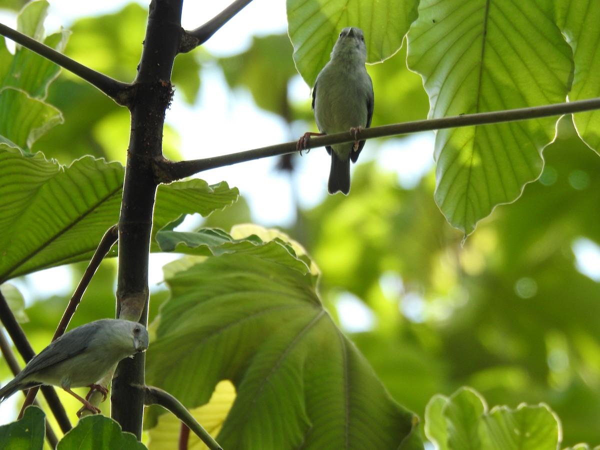 Pearly-breasted Conebill - Francisco Javier Alonso Acero  (Hotel Malokamazonas)