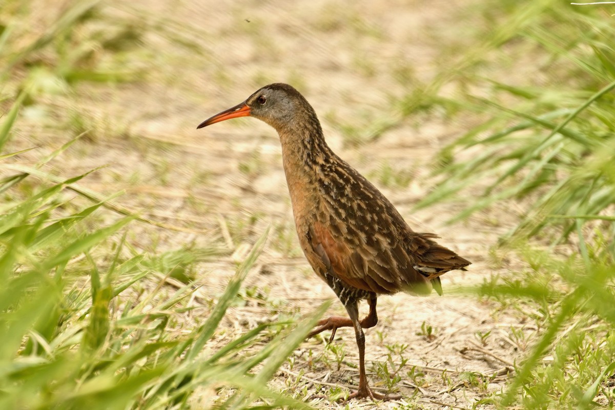 Virginia Rail - Normand Laplante