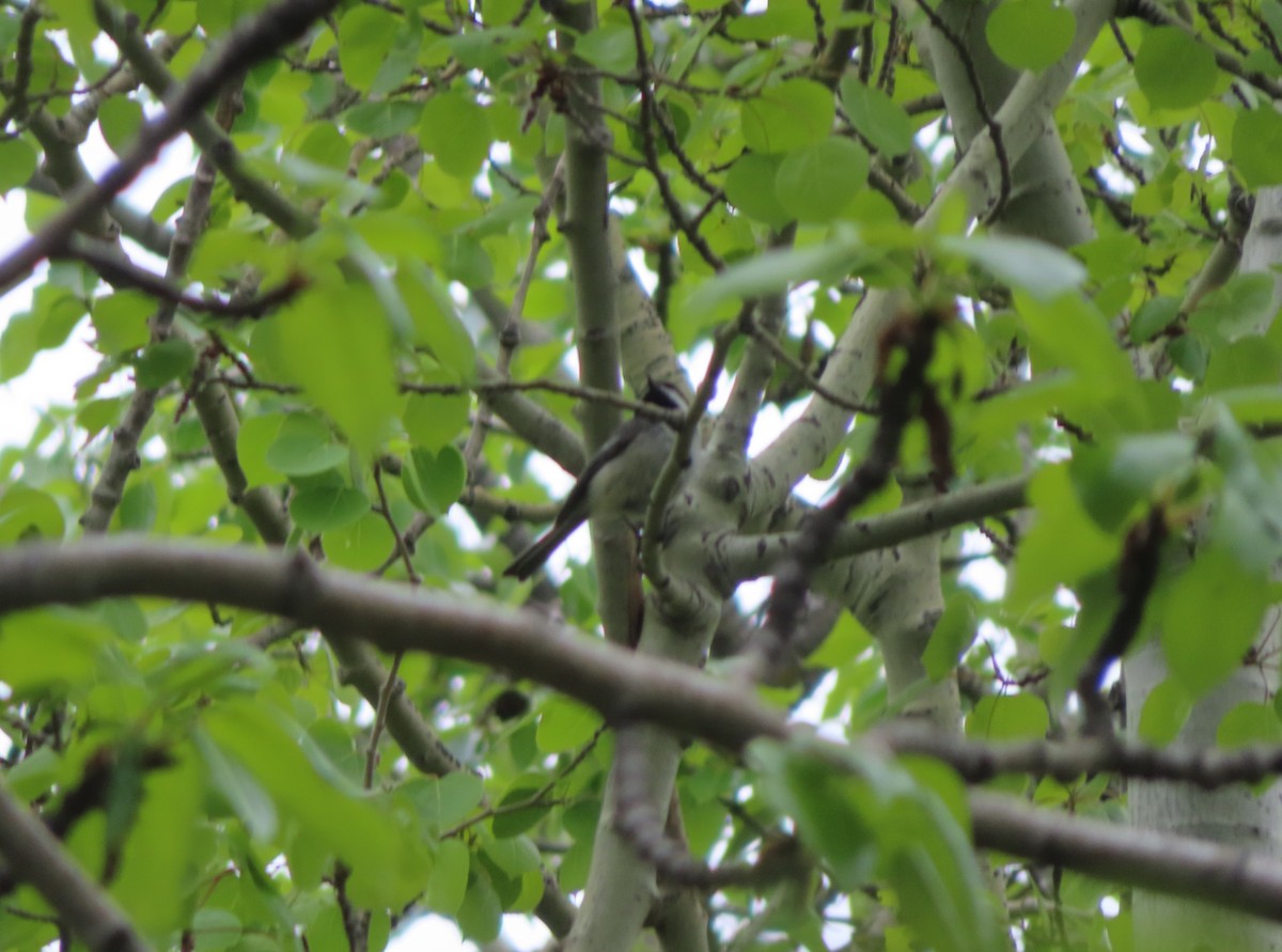 Black-capped Chickadee - Violet Kosack