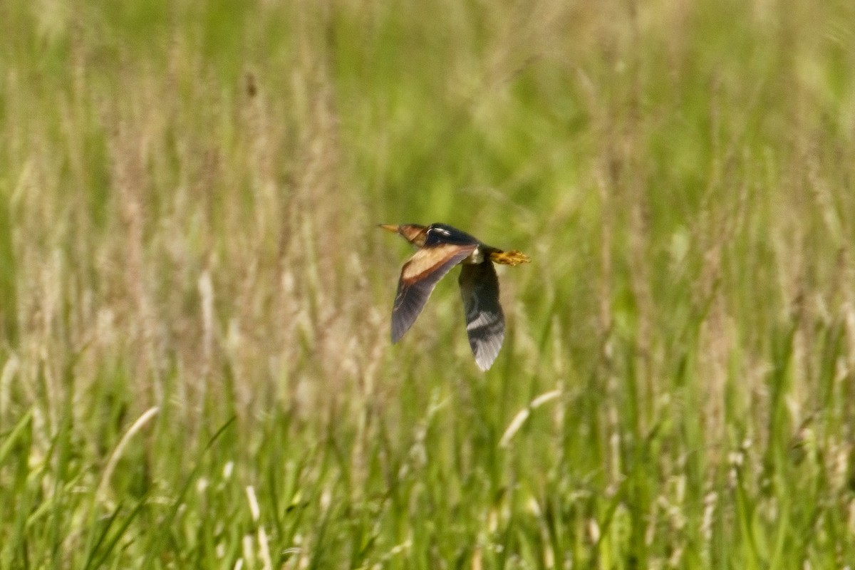 Least Bittern - Normand Laplante