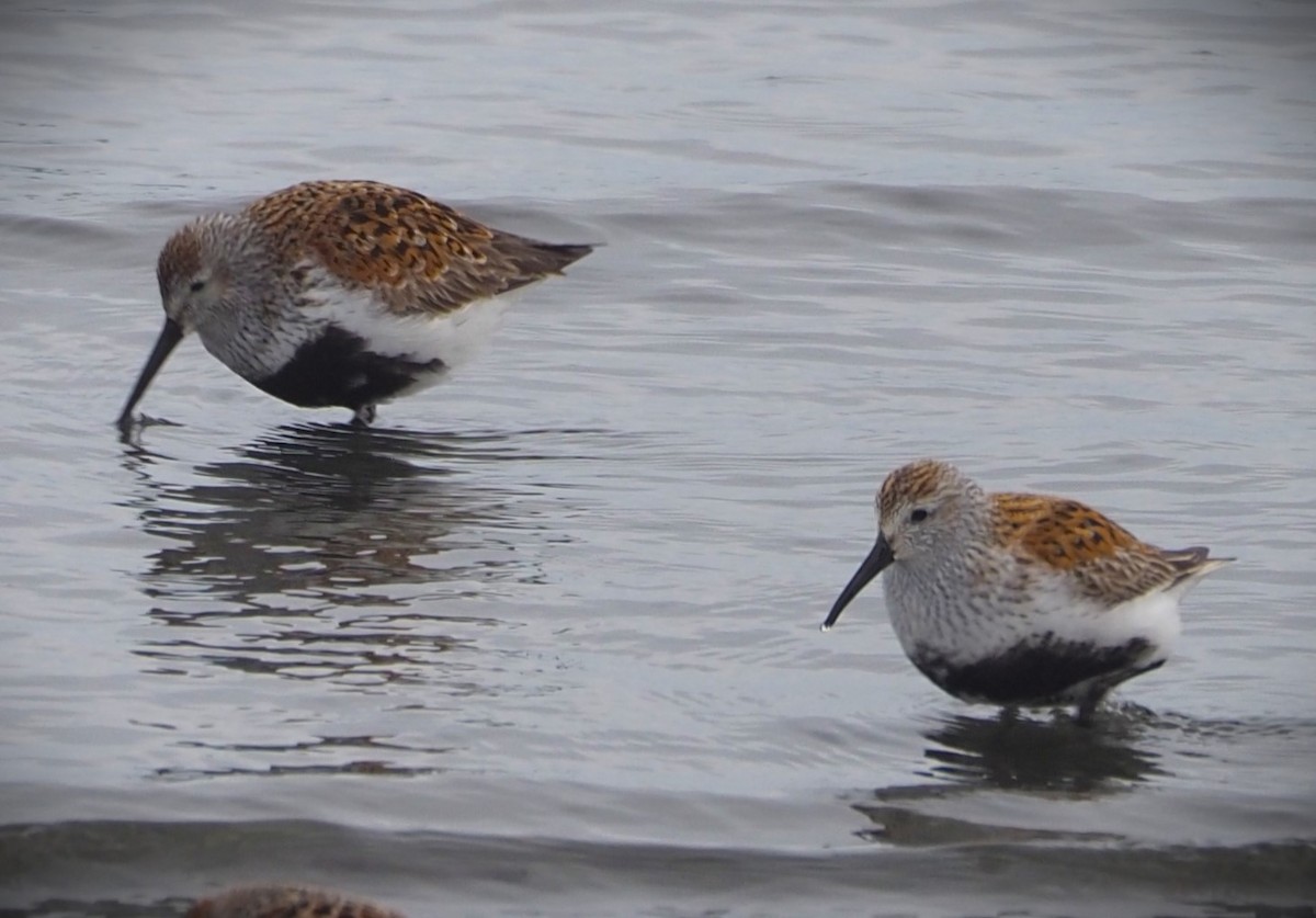 Dunlin - Dick Cartwright