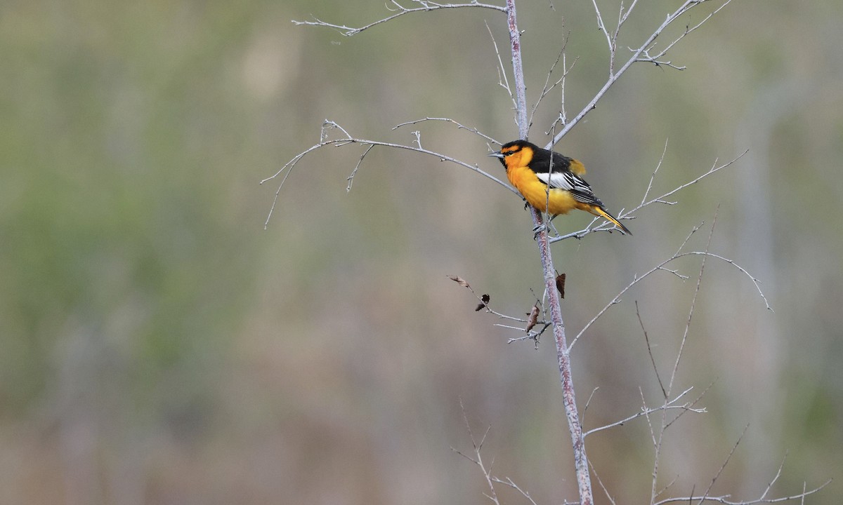 Bullock's Oriole - Evan Larson