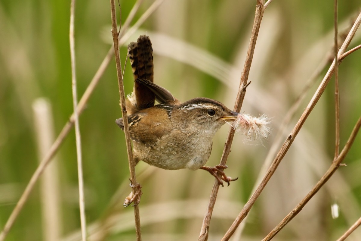 Marsh Wren - ML619603135