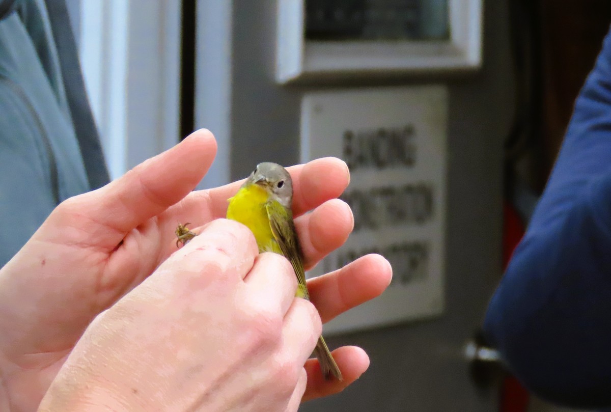 Nashville Warbler - Alfred Scott