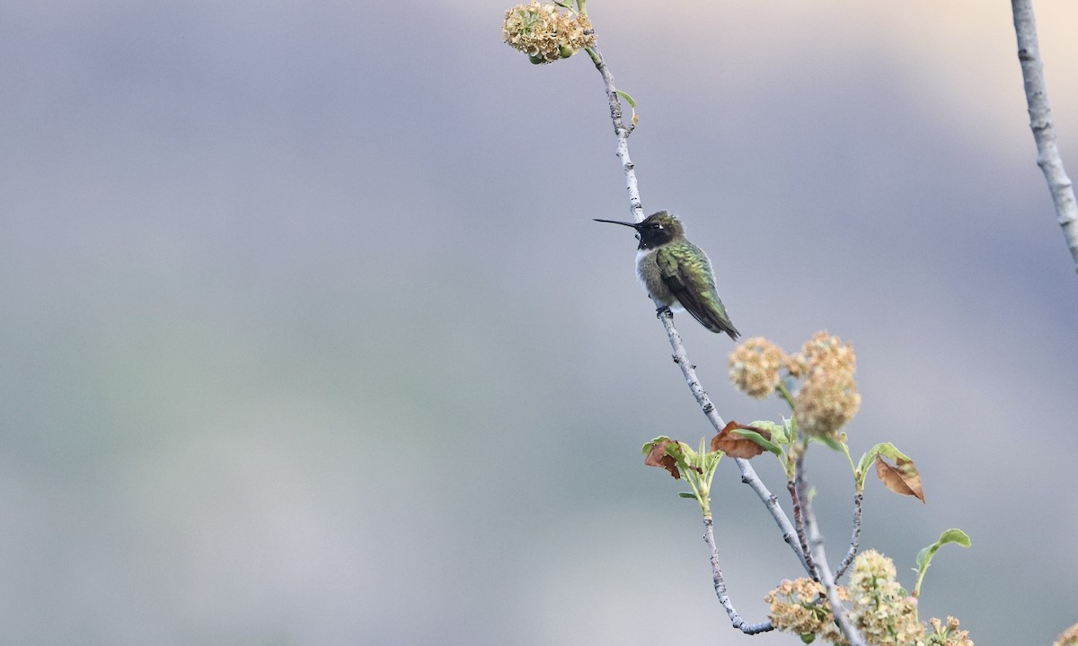 Kara Boğazlı Kolibri - ML619603137