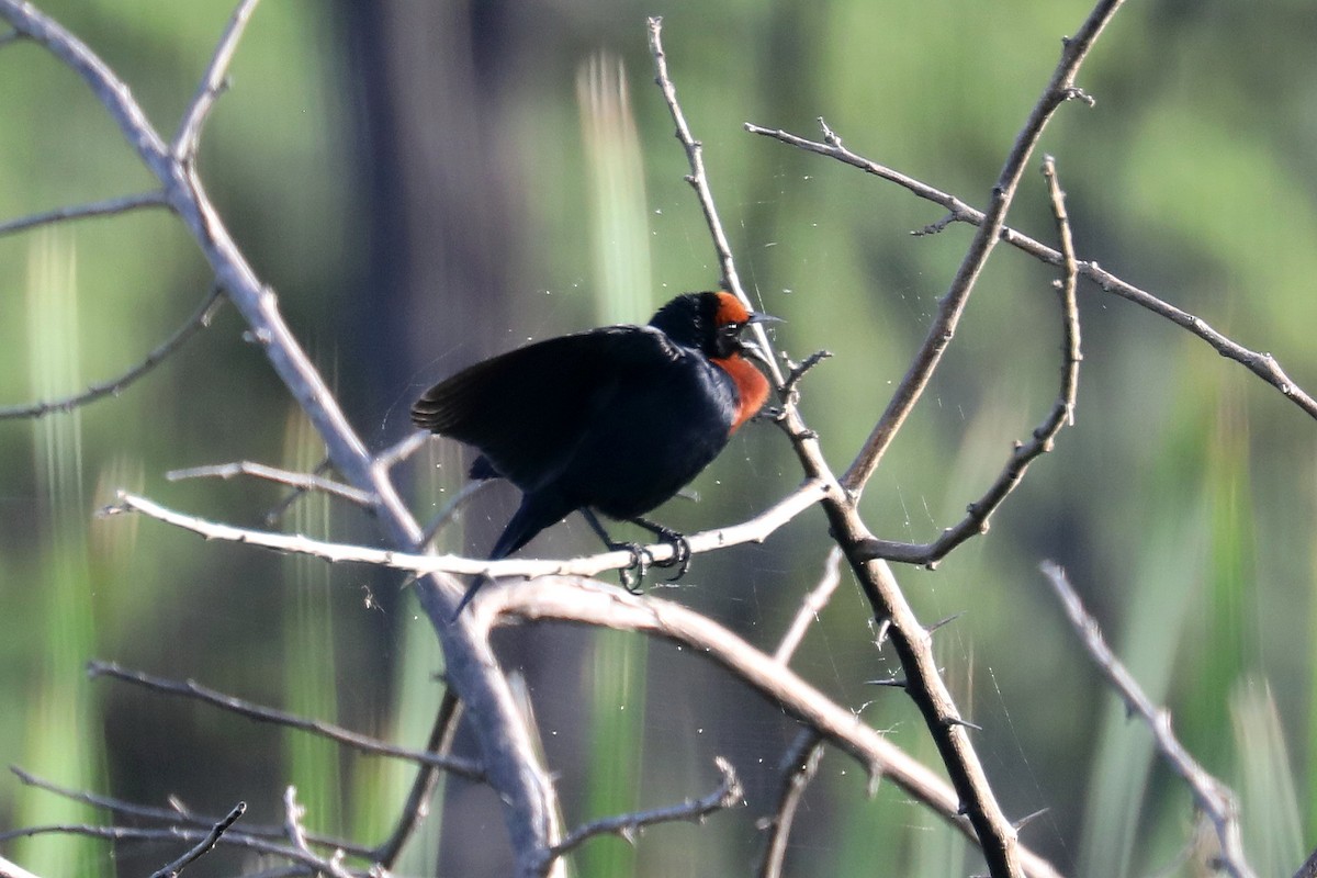 Chestnut-capped Blackbird - Stephen Gast