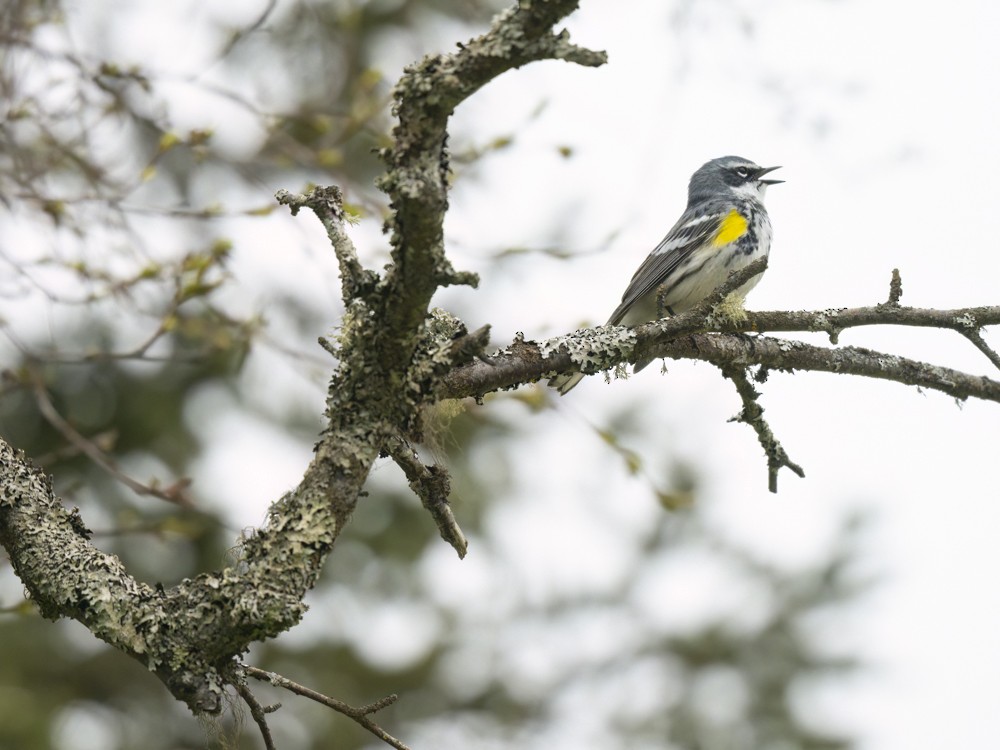 Yellow-rumped Warbler (Myrtle) - Eleanor H Sarren