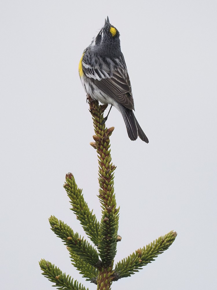 lesňáček žlutoskvrnný (ssp. coronata) - ML619603143