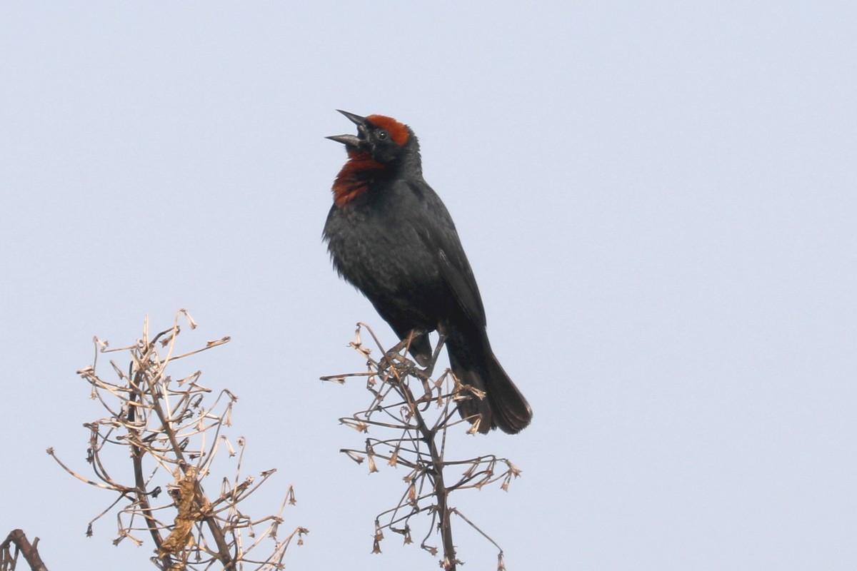 Chestnut-capped Blackbird - Stephen Gast