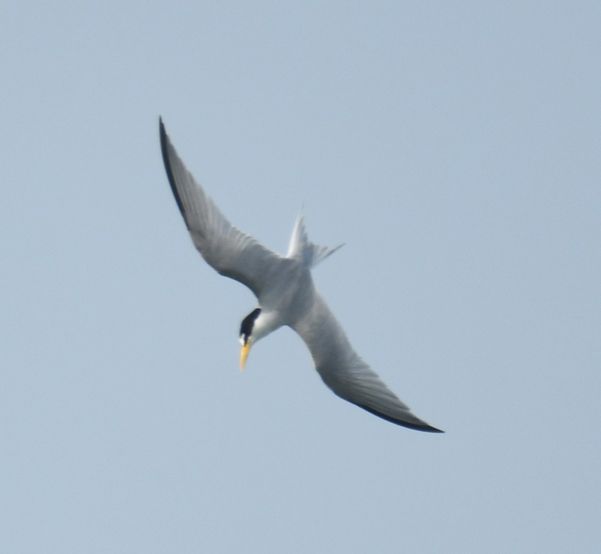 Least Tern - Leonardo Guzmán (Kingfisher Birdwatching Nuevo León)