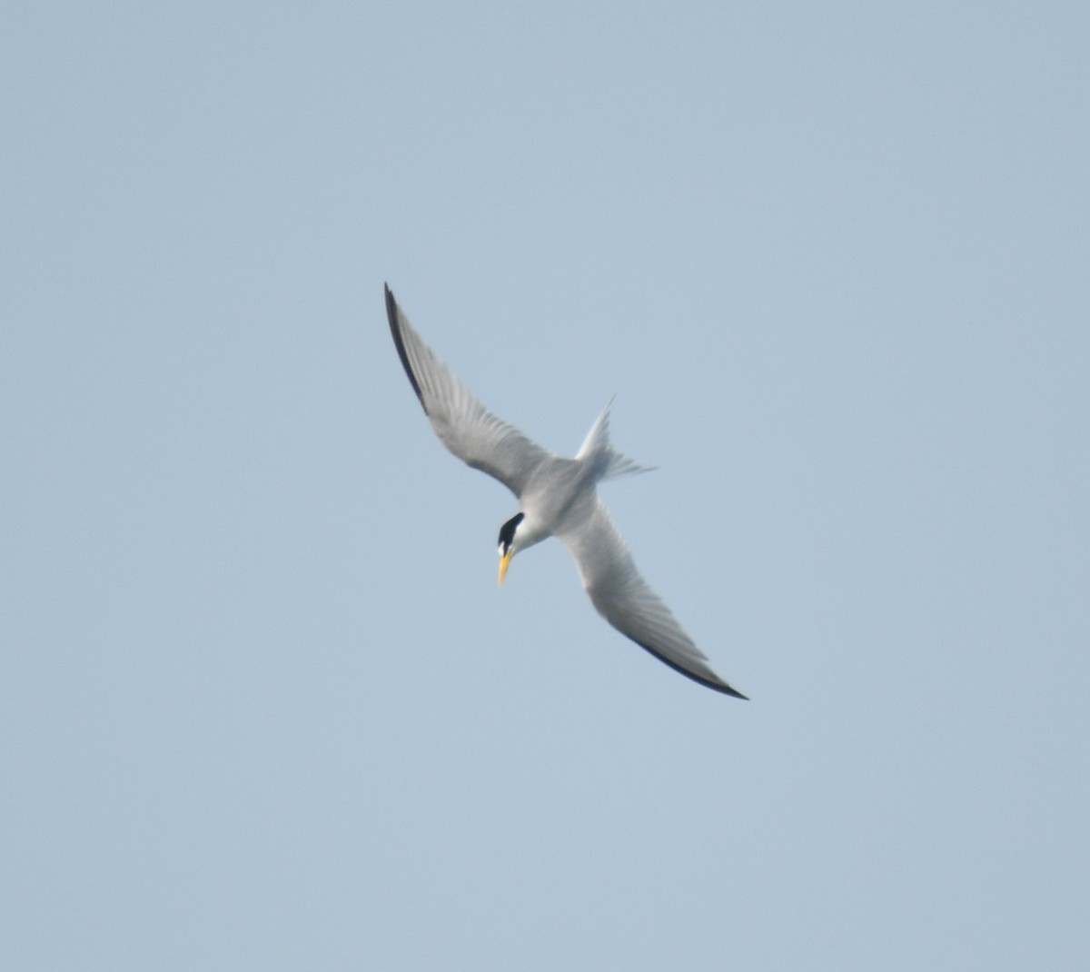 Least Tern - Leonardo Guzmán (Kingfisher Birdwatching Nuevo León)