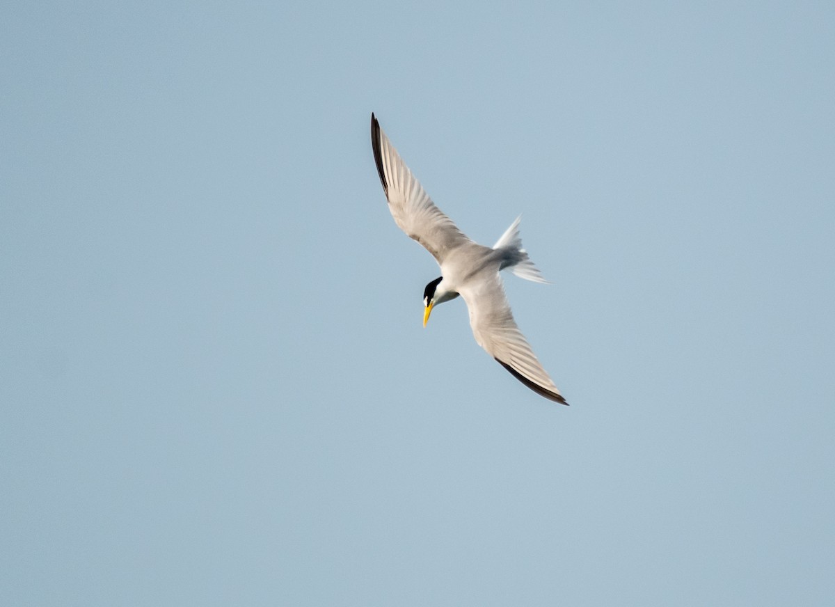Least Tern - Leonardo Guzmán (Kingfisher Birdwatching Nuevo León)