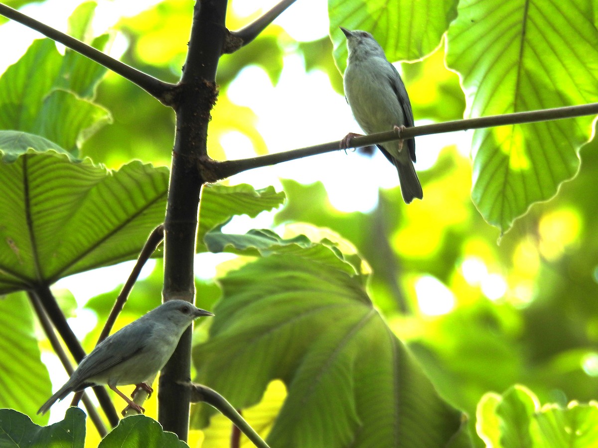 Pearly-breasted Conebill - Francisco Javier Alonso Acero  (Hotel Malokamazonas)