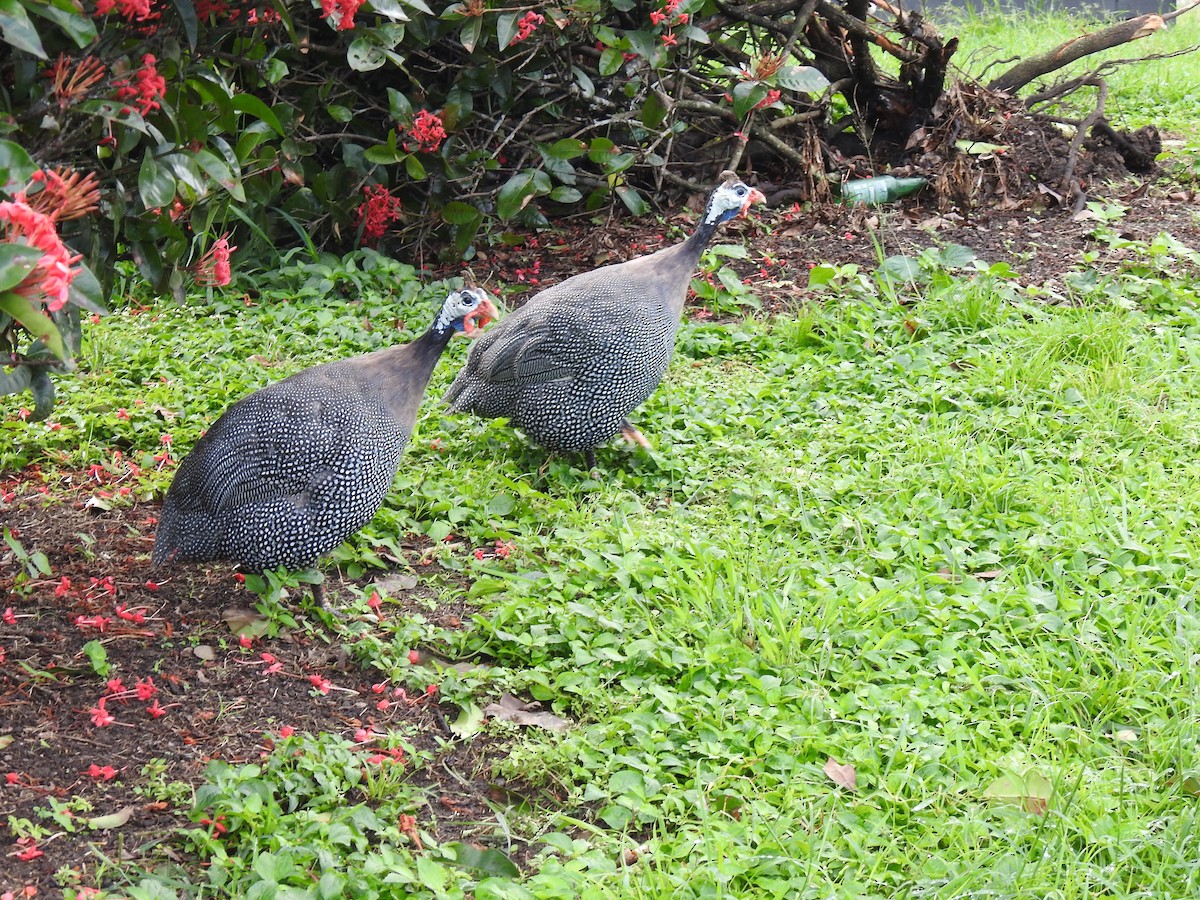 Helmeted Guineafowl (Domestic type) - ML619603155