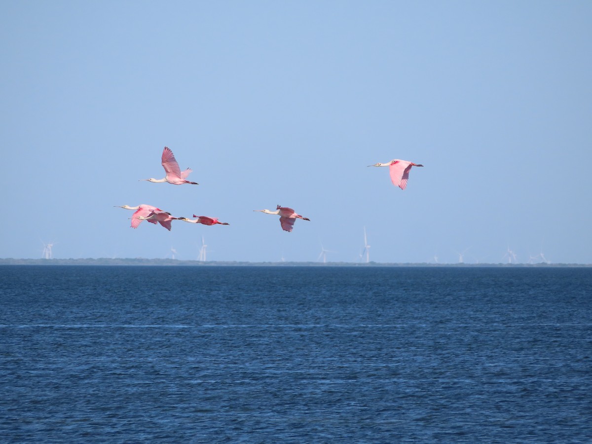 Roseate Spoonbill - ML619603156