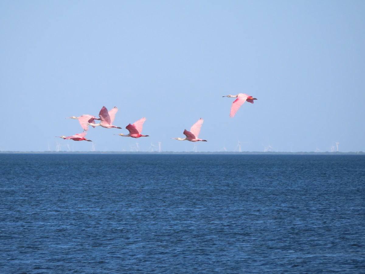 Roseate Spoonbill - ML619603157