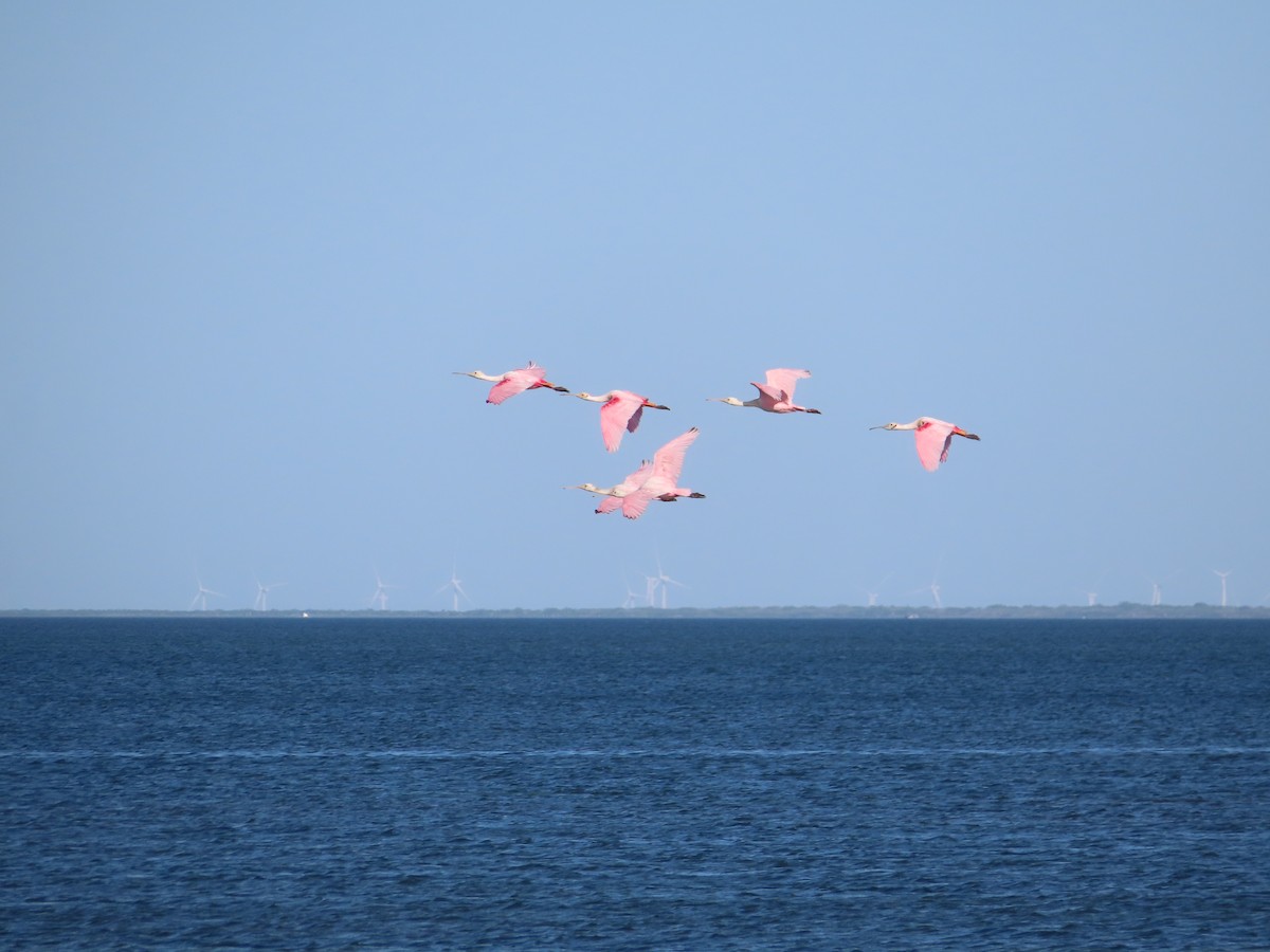 Roseate Spoonbill - carolyn spidle