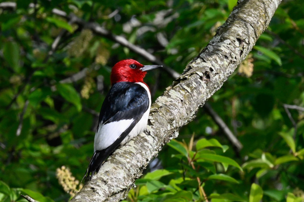 Red-headed Woodpecker - Christophe Illemassene