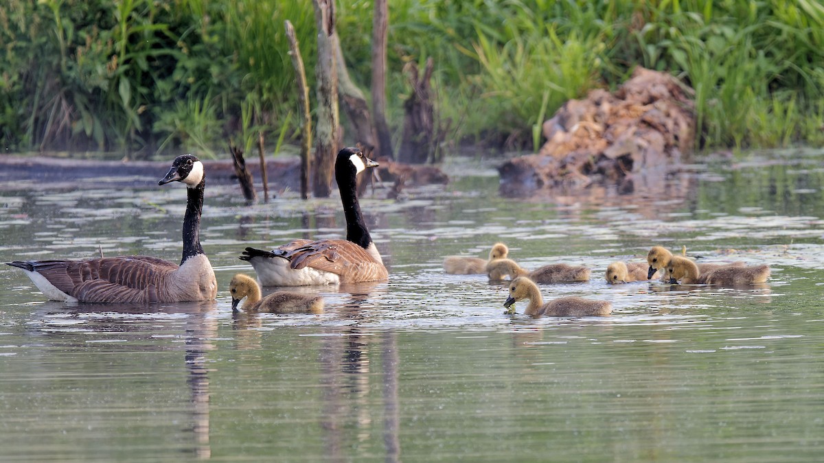 Canada Goose - Craig Becker