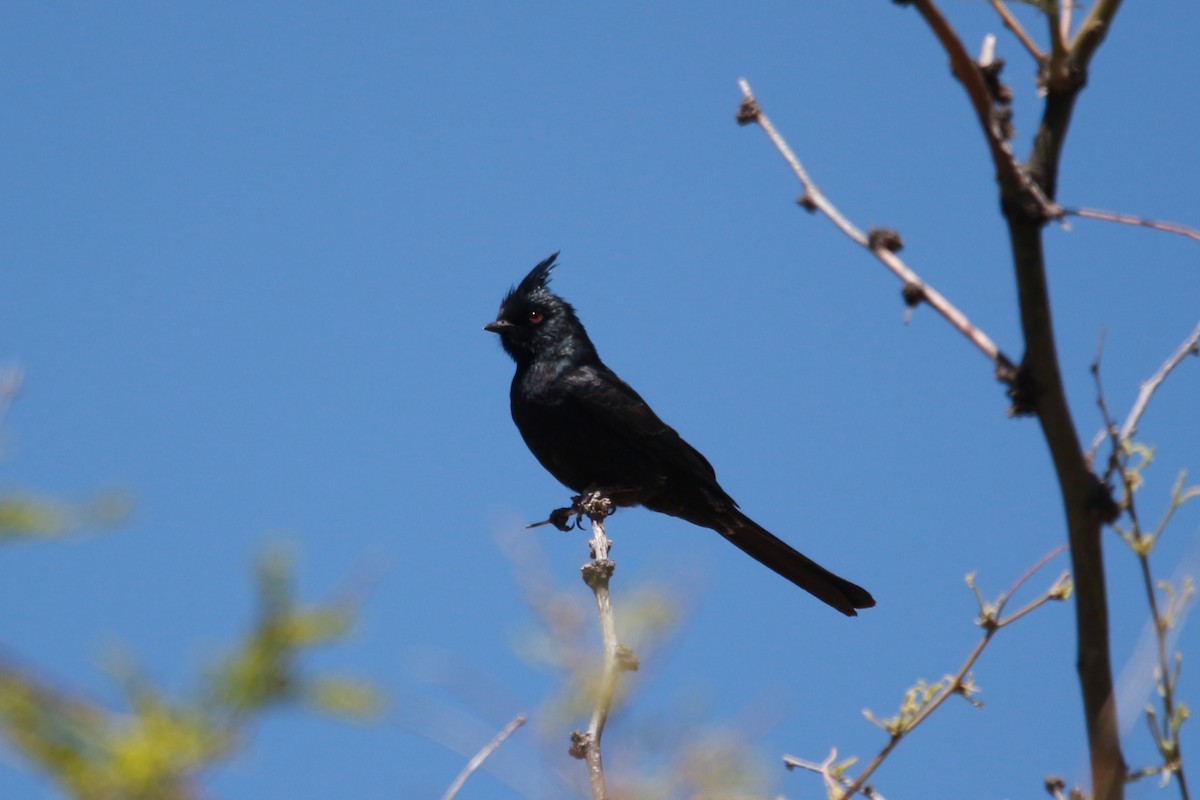 Phainopepla - Jesse Pline