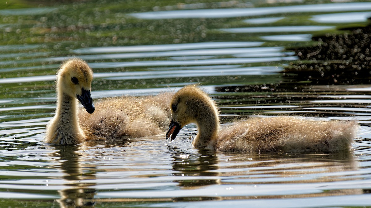 Canada Goose - Craig Becker