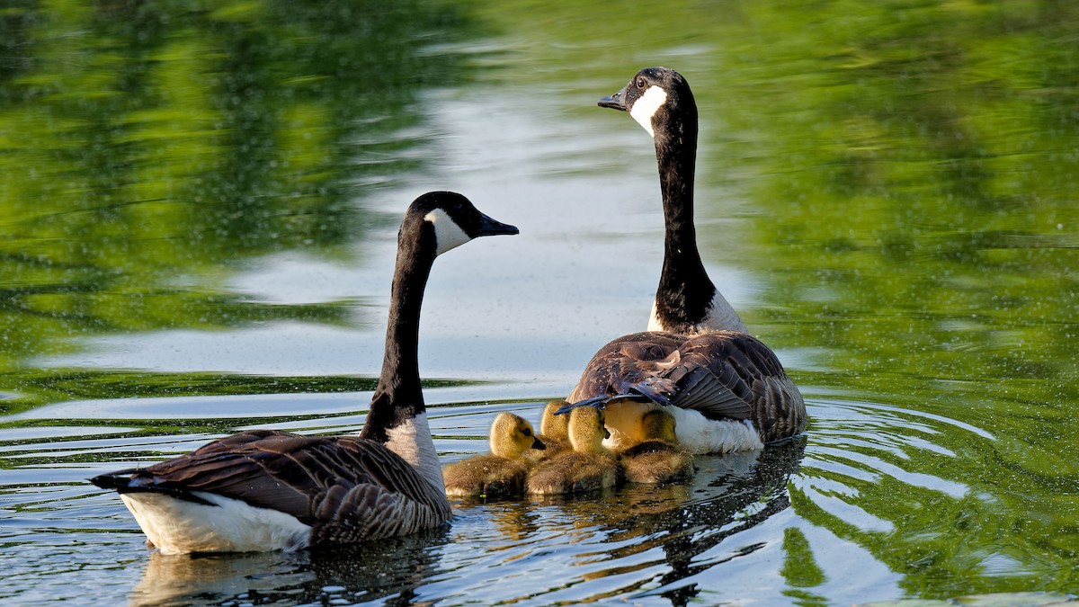 Canada Goose - Craig Becker