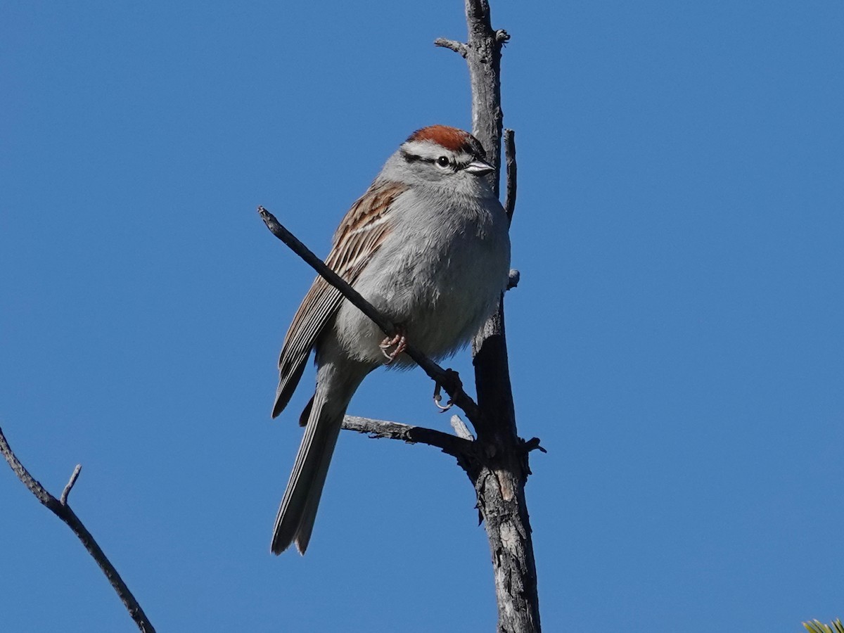 Chipping Sparrow - Barry Reed