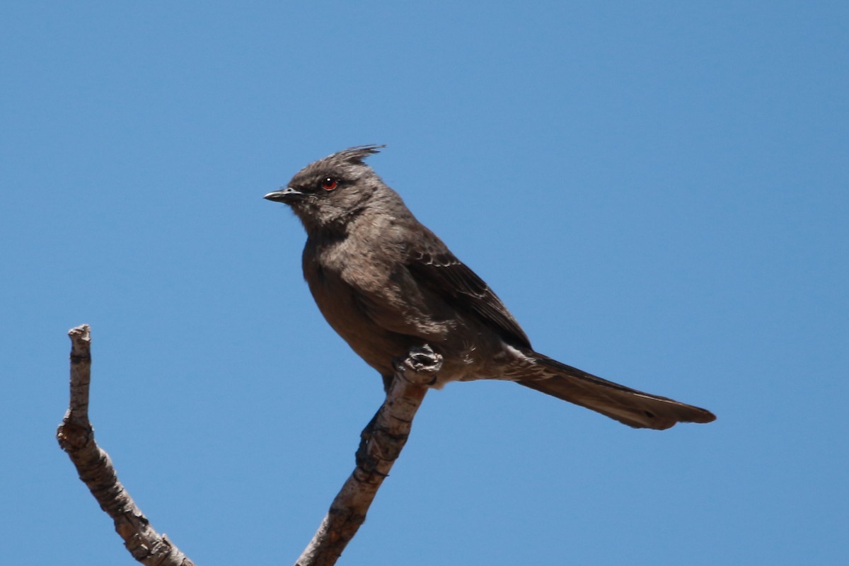 Phainopepla - Jesse Pline