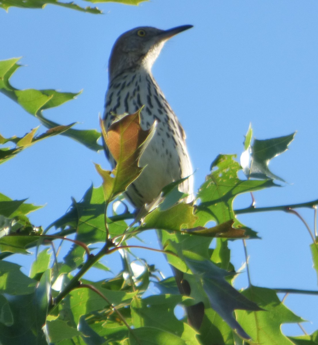 Brown Thrasher - Hazem Alkhan