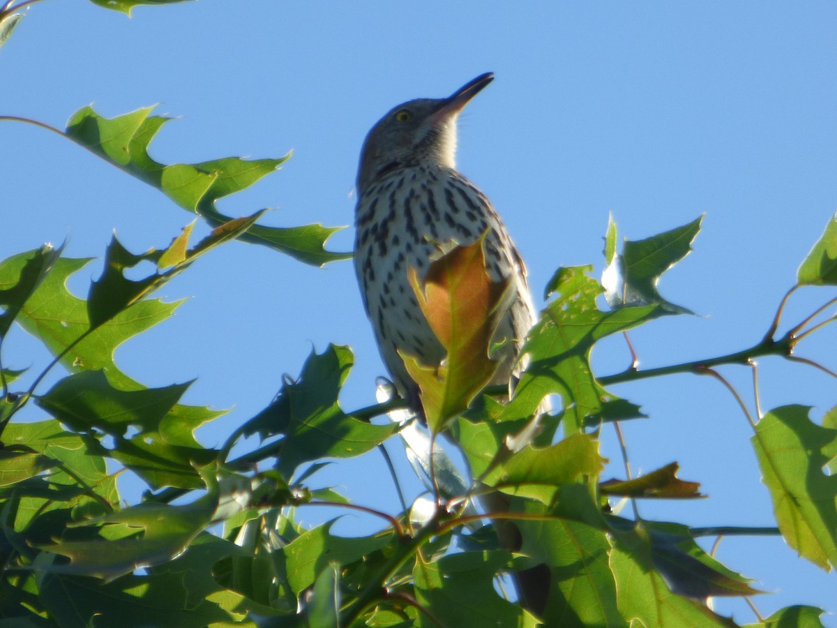 Brown Thrasher - Hazem Alkhan