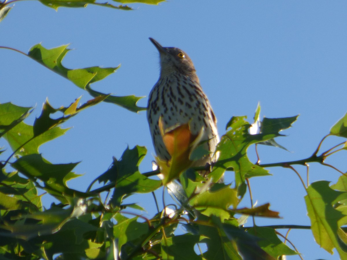 Brown Thrasher - Hazem Alkhan