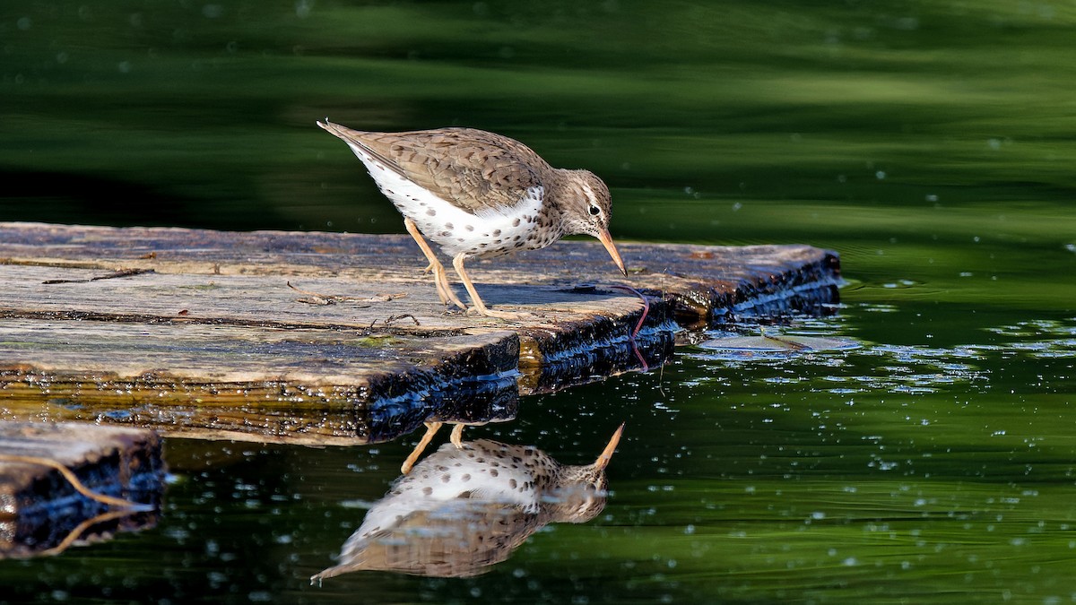 Spotted Sandpiper - Craig Becker