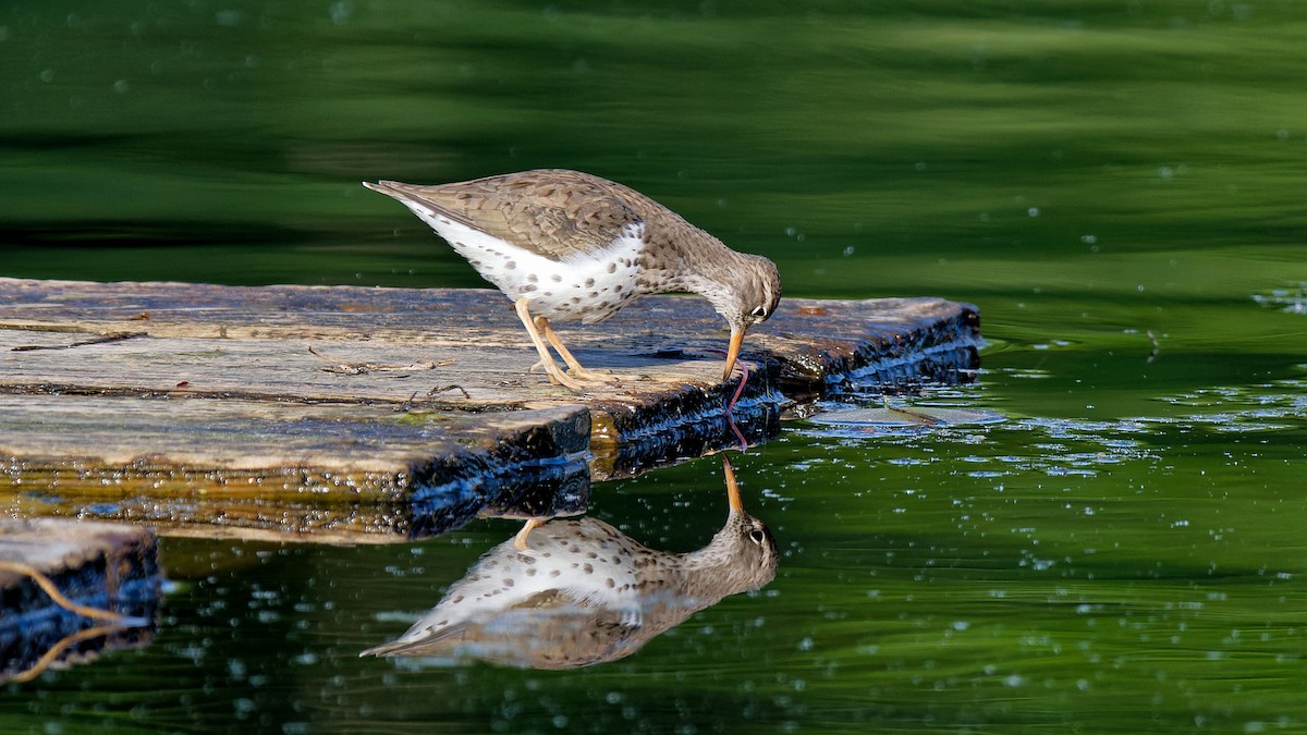 Spotted Sandpiper - Craig Becker