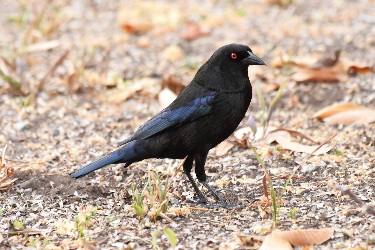 Bronzed Cowbird - Bruce Mast