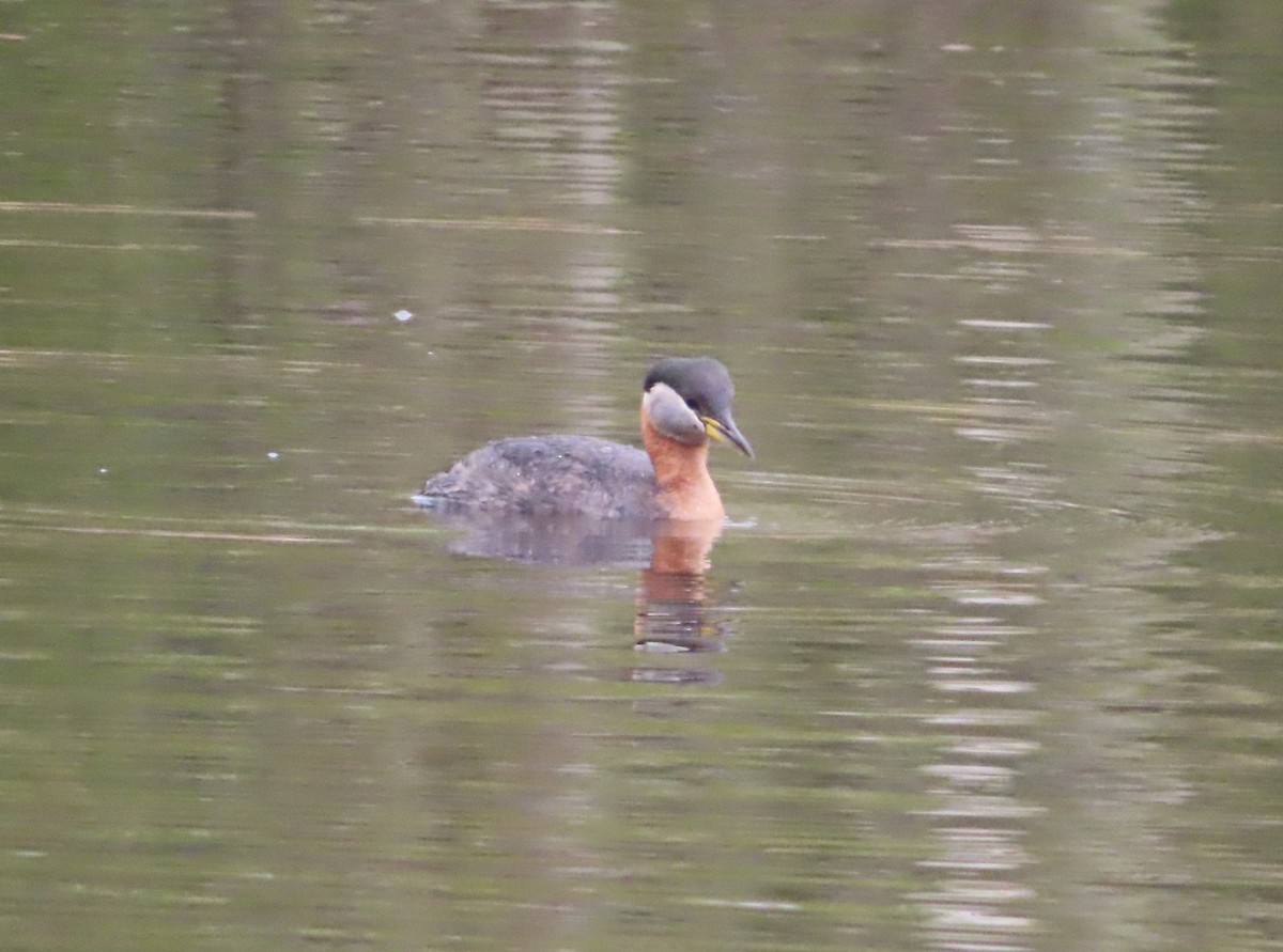 Red-necked Grebe - Violet Kosack