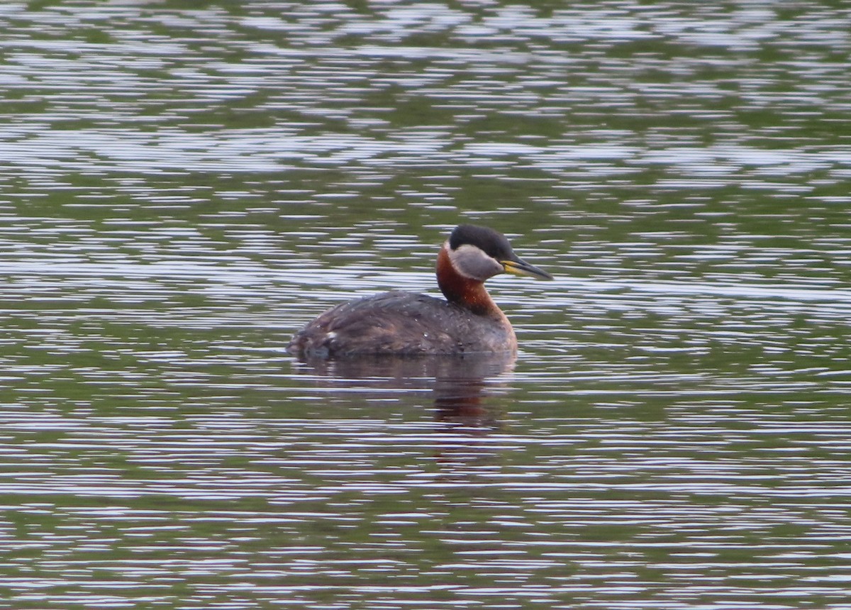 Red-necked Grebe - Violet Kosack