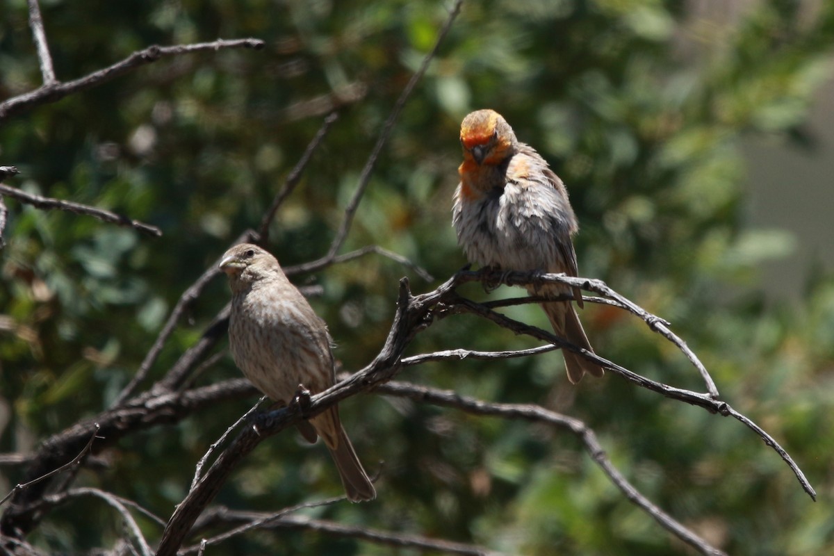 House Finch - Jesse Pline