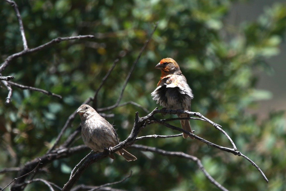 House Finch - Jesse Pline