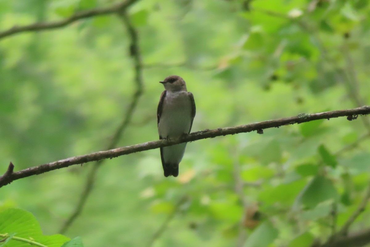 Northern Rough-winged Swallow - Margaret Higbee