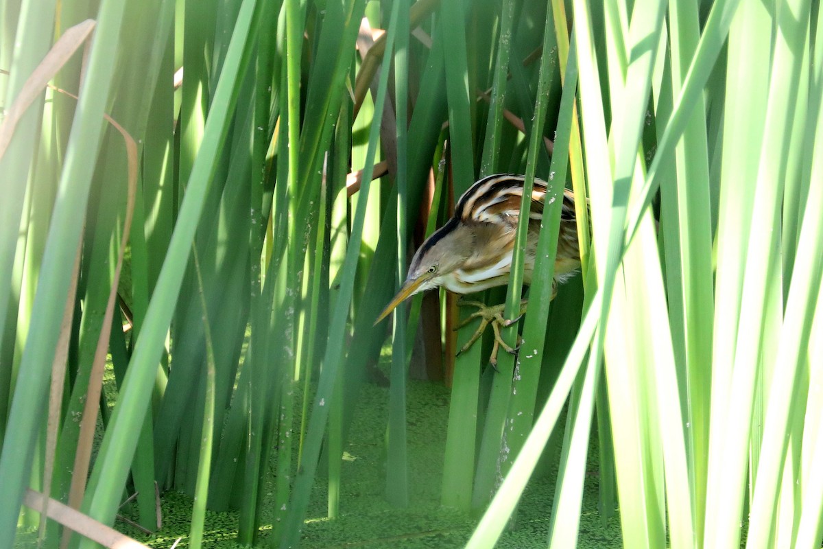 Stripe-backed Bittern - ML619603201