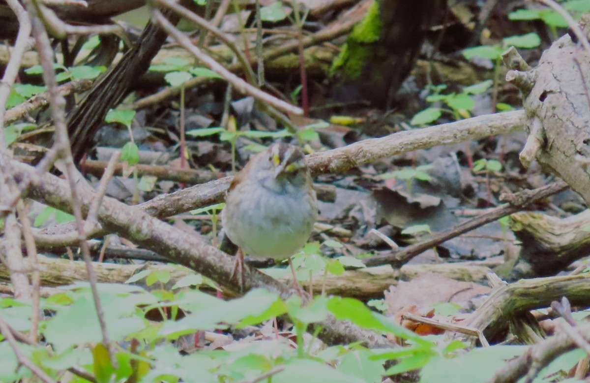 White-throated Sparrow - Alfred Scott