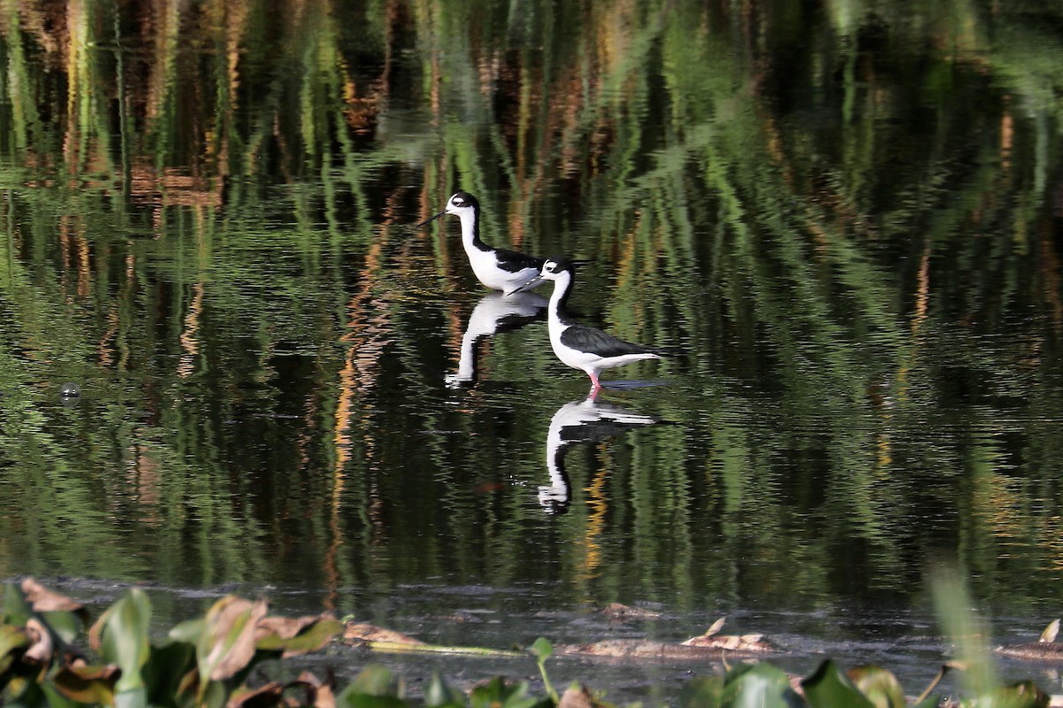 Black-necked Stilt - Stephen Gast