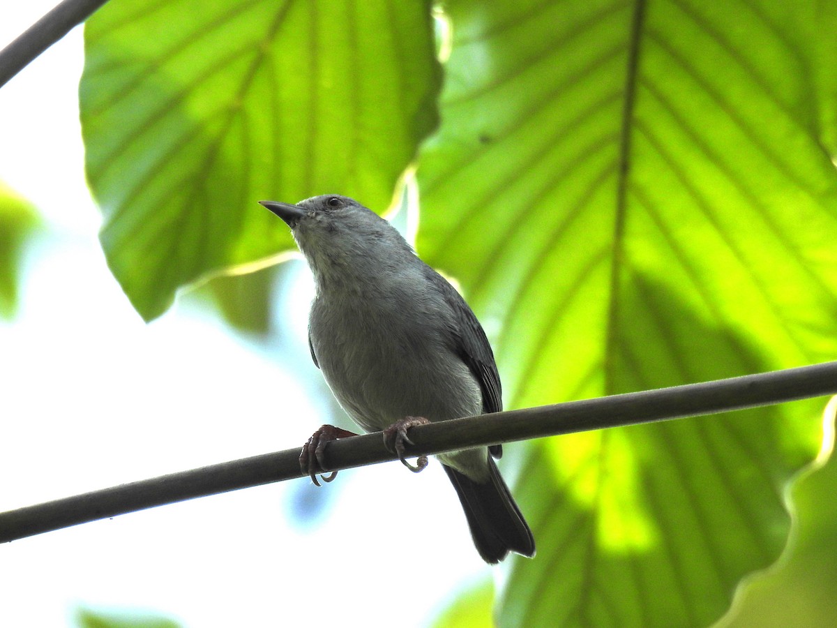 Pearly-breasted Conebill - Francisco Javier Alonso Acero  (Hotel Malokamazonas)