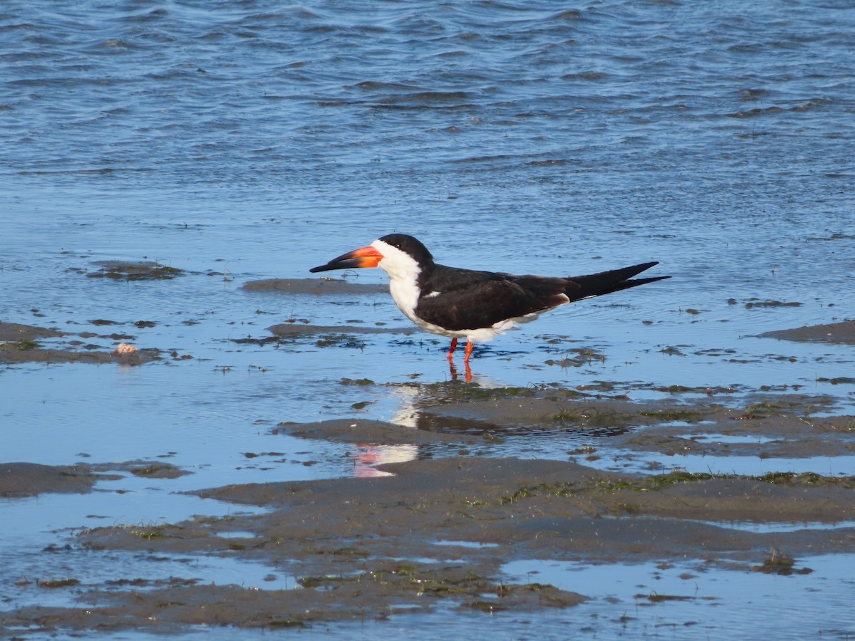 Black Skimmer - carolyn spidle